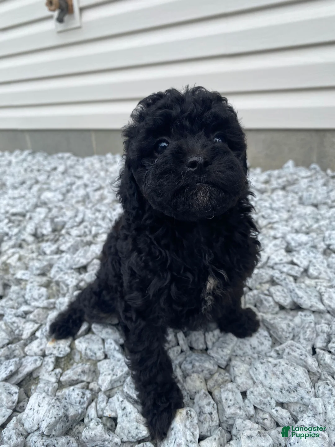 Miniature Poodle dogs for sale: Nokia - Ad 10