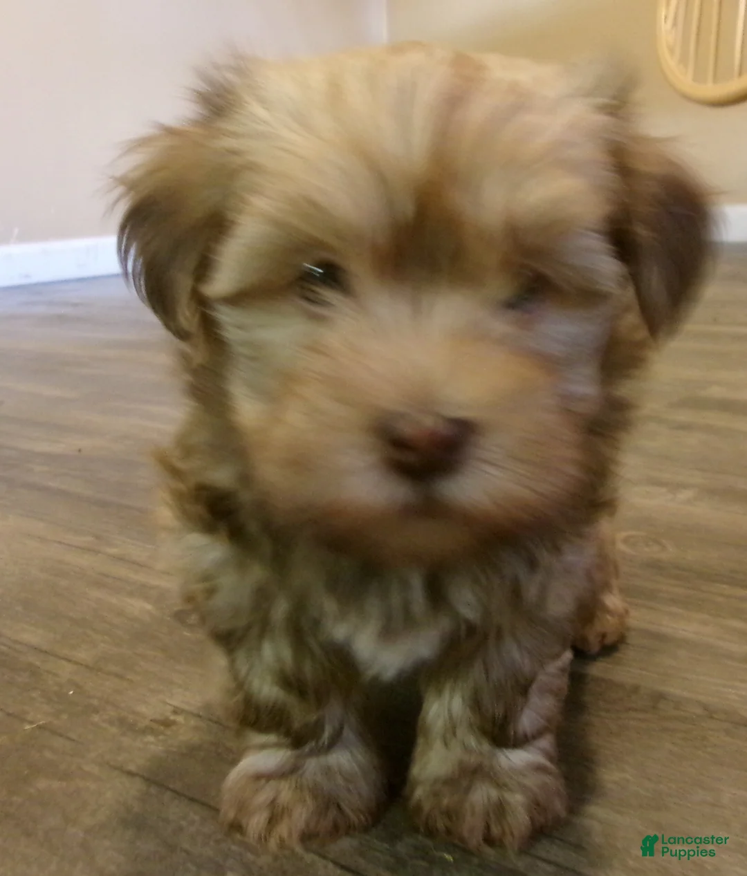 Havanese dogs for sale: Caramel - Ad 1