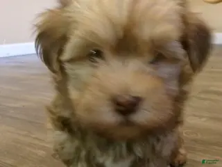 Havanese dogs Caramel - Ad 11