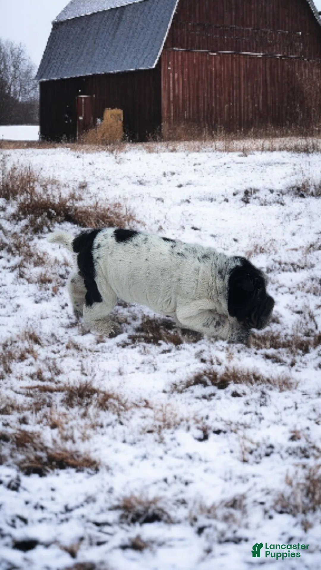 Shar Pei dogs for sale: Oreo black flower mini - Ad 27