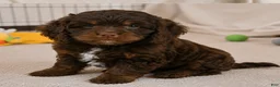 Cockapoo dogs for sale: jerry - Ad 4