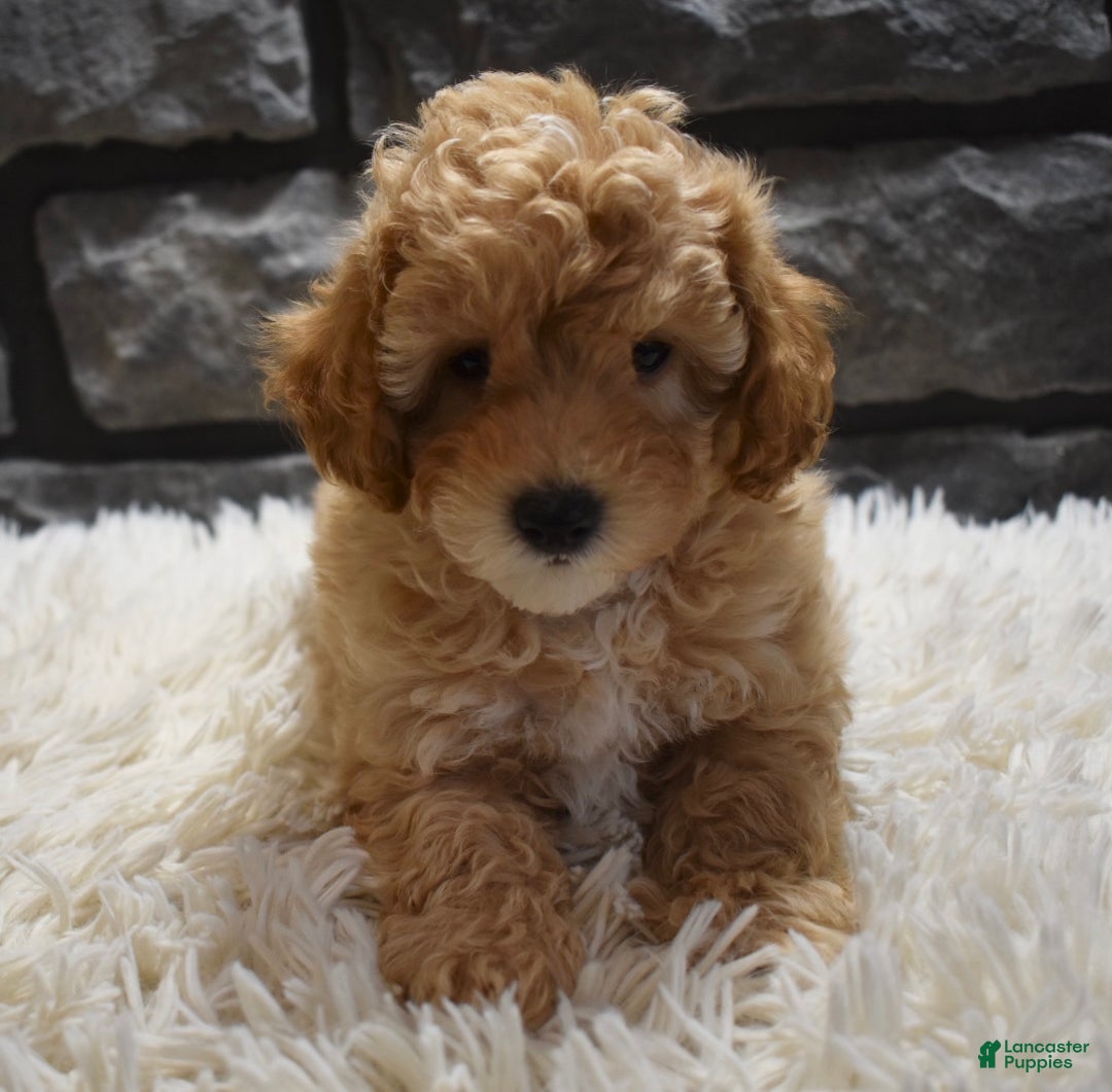 Toy Poodle dogs for sale: Milo - Ad 9