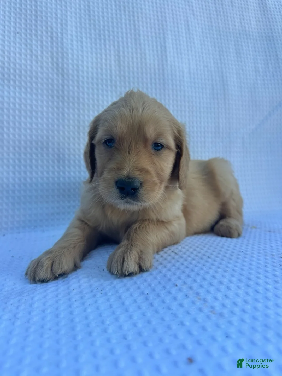 Goldendoodle dogs for sale: Sage - Ad 1