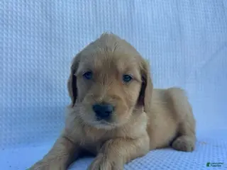 Goldendoodle dogs Sage - Ad 39