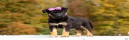 German Shepherd dogs for sale: Renae - Ad 4