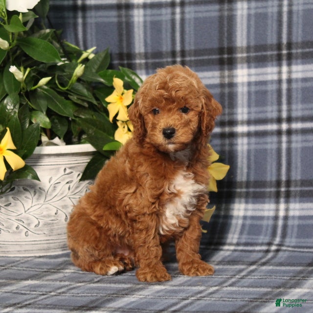 Miniature Poodle dogs Nike - Ad 1