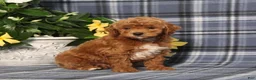 Miniature Poodle dogs for sale: Nike - Ad 1