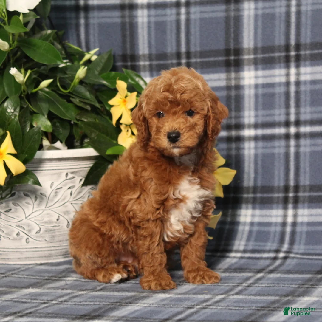 Miniature Poodle dogs for sale: Nike - Ad 1