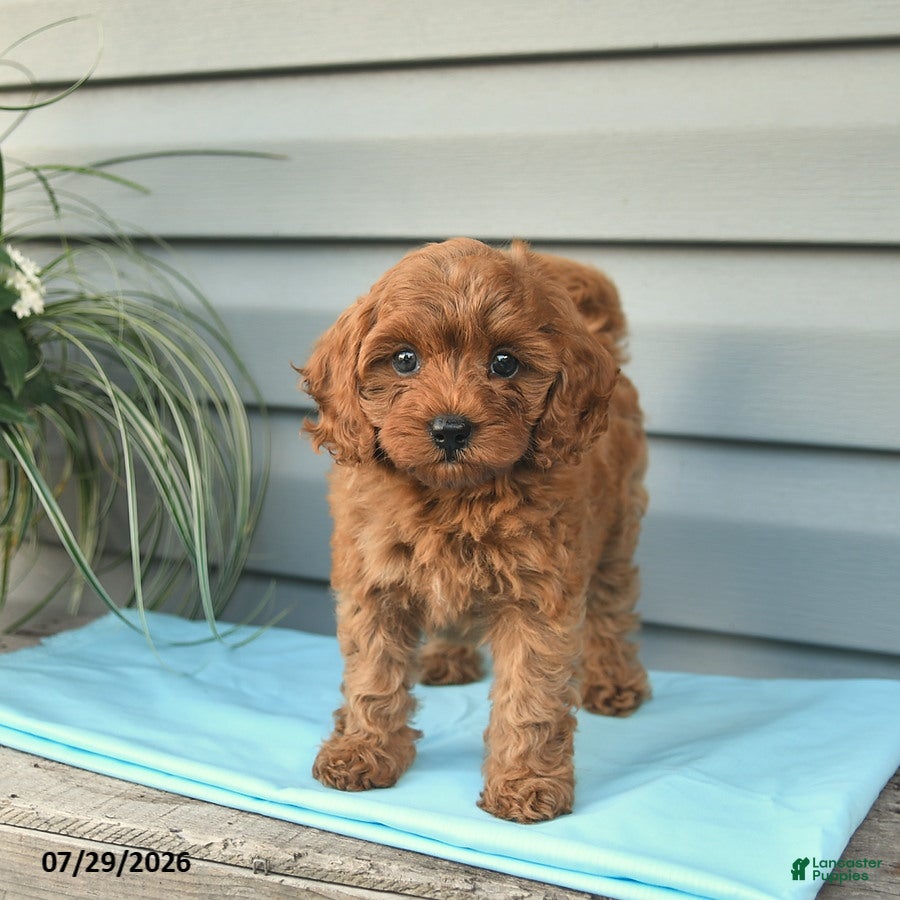 Cavapoo dogs April - Ad 1