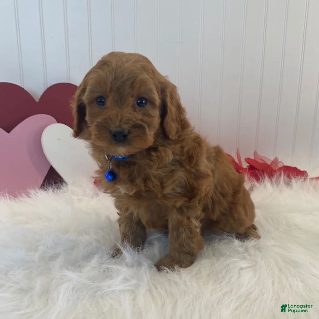 Cavapoo dogs for sale: Dusty  - Ad 3