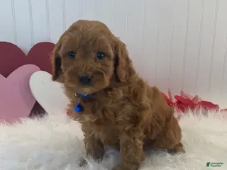 Cavapoo dogs Dusty - Ad 24