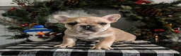 French Bulldog dogs for sale: Diamond - Ad 1
