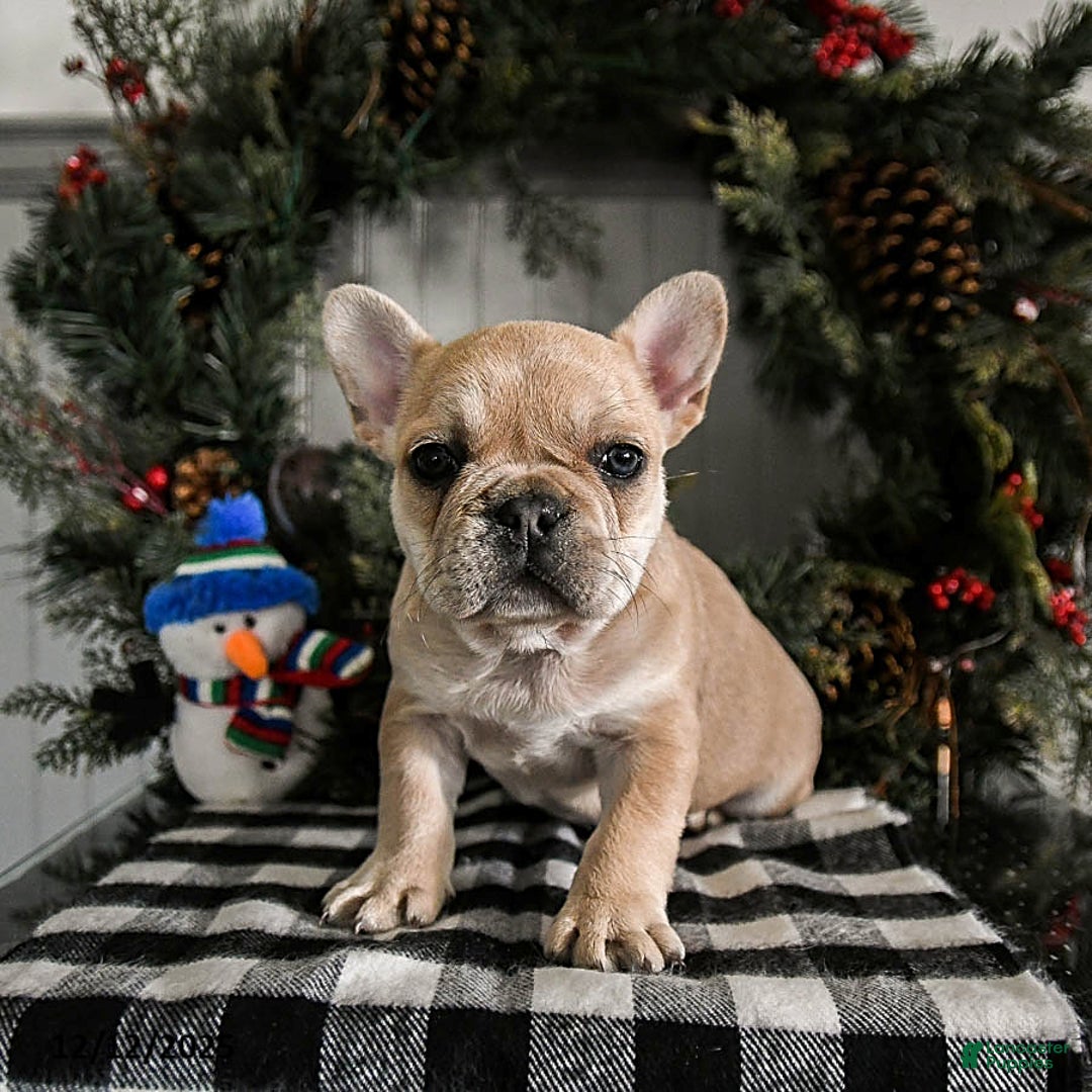 French Bulldog dogs for sale: Diamond - Ad 1