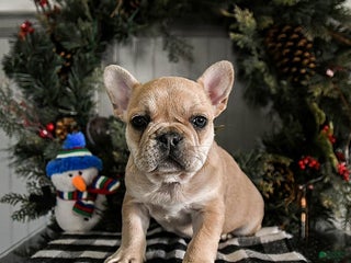 French Bulldog dogs Diamond - Ad 7