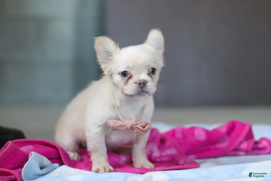 French Bulldog dogs for sale: Angela - Ad 5