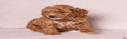 Miniature Poodle dogs for sale: Glee - Ad 6