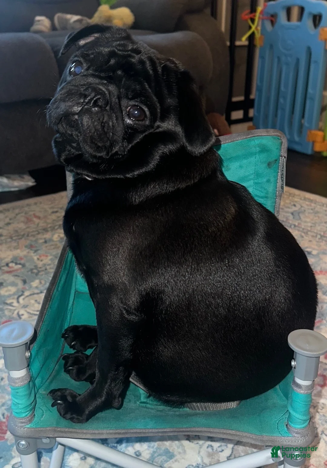 Pug dogs for sale: Charlie  - Ad 2