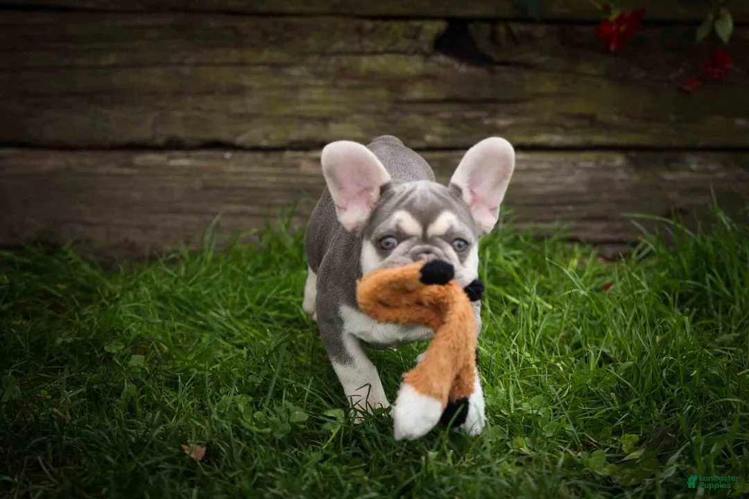 French Bulldog dogs for sale: Stella🌸 - Ad 1