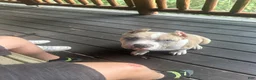 American Bully dogs for sale: Oakley - Ad 3