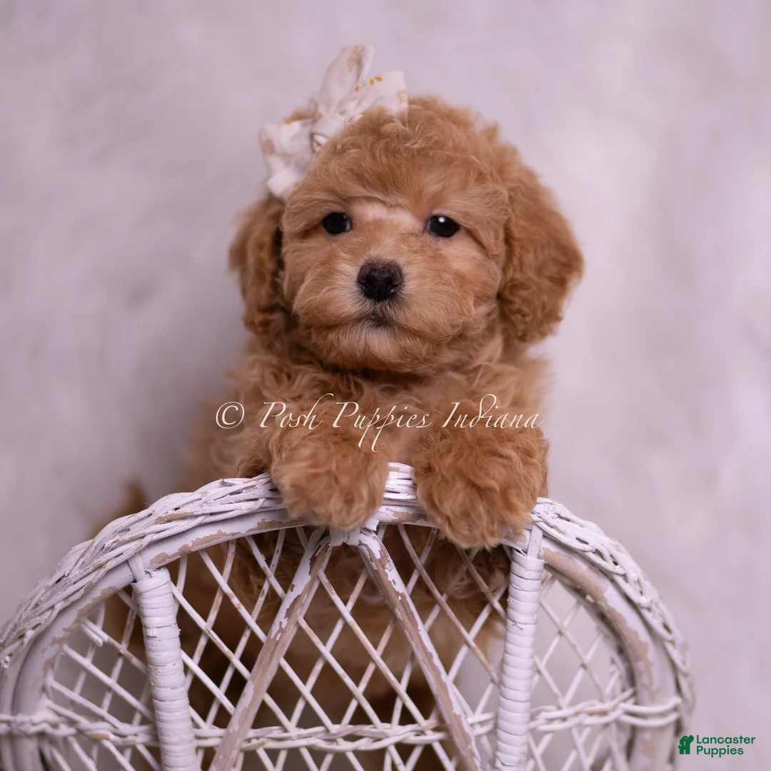 Toy Poodle dogs for sale: Mindy - Ad 1