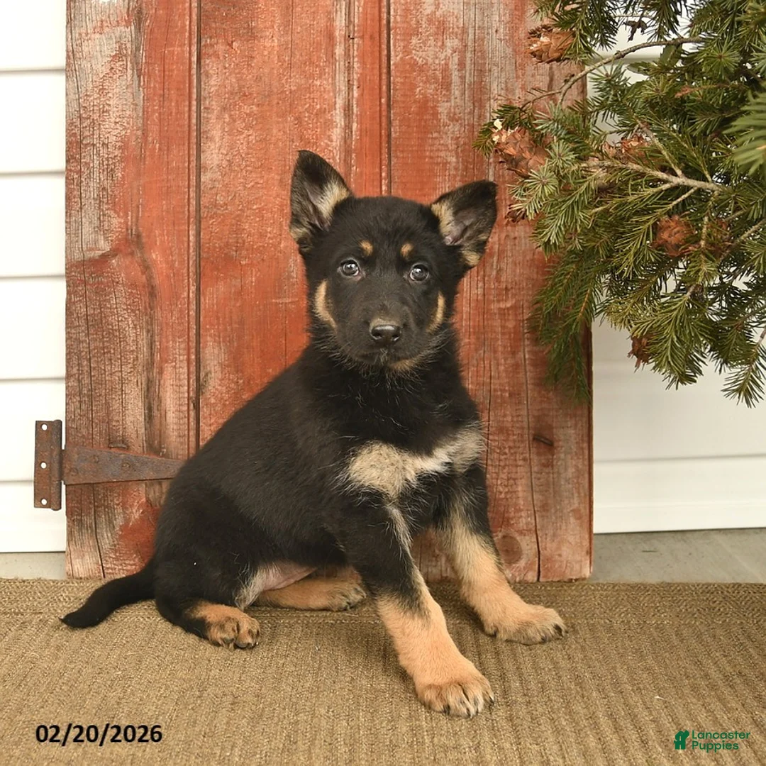 German Shepherd dogs for sale: Bubbly  - Ad 2
