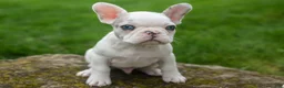 French Bulldog dogs for sale: Axel (Platinum with Blue Eyes) 💙🐾 - Ad 10