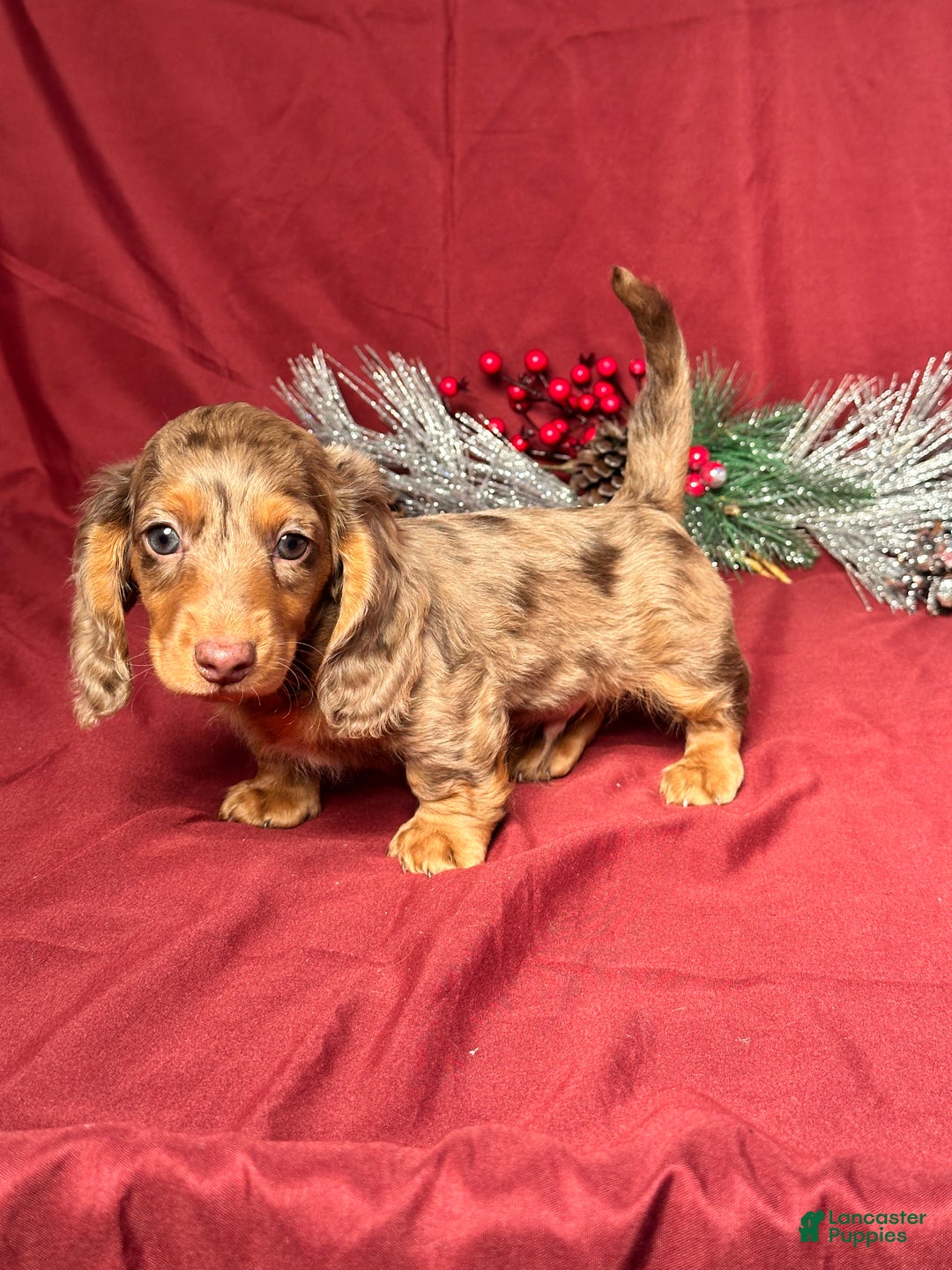 Miniature Dachshund dogs for sale: Nick - Ad 3