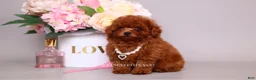 Toy Poodle dogs for sale: HÉLÈNE TINY RED TEACUP TOY POODLE GIRL - Ad 6