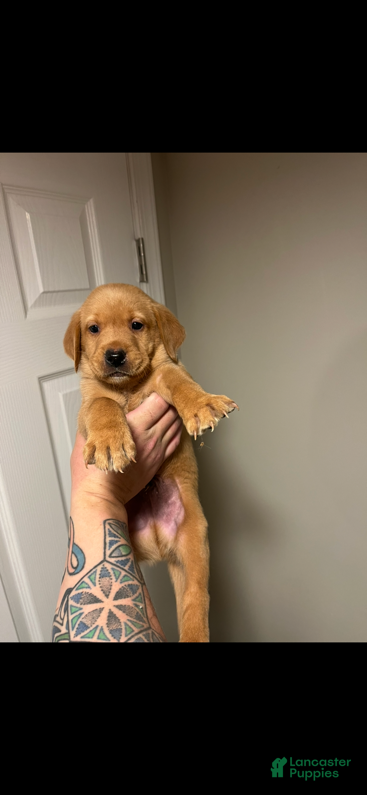 Labrador Retriever dogs Lola - Ad 22