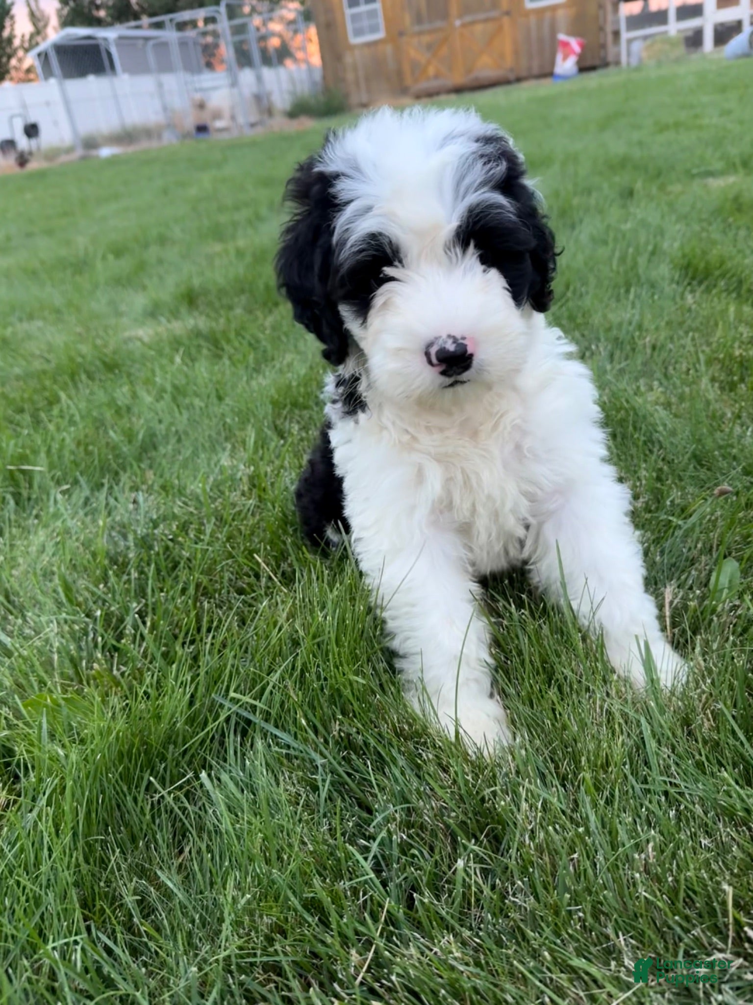 Sheepadoodle dogs Gloria - Ad 3