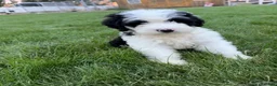 Sheepadoodle dogs for sale: Gloria - Ad 1