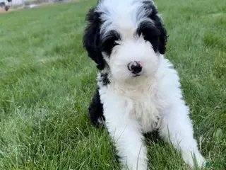 Sheepadoodle dogs Gloria - Ad 33