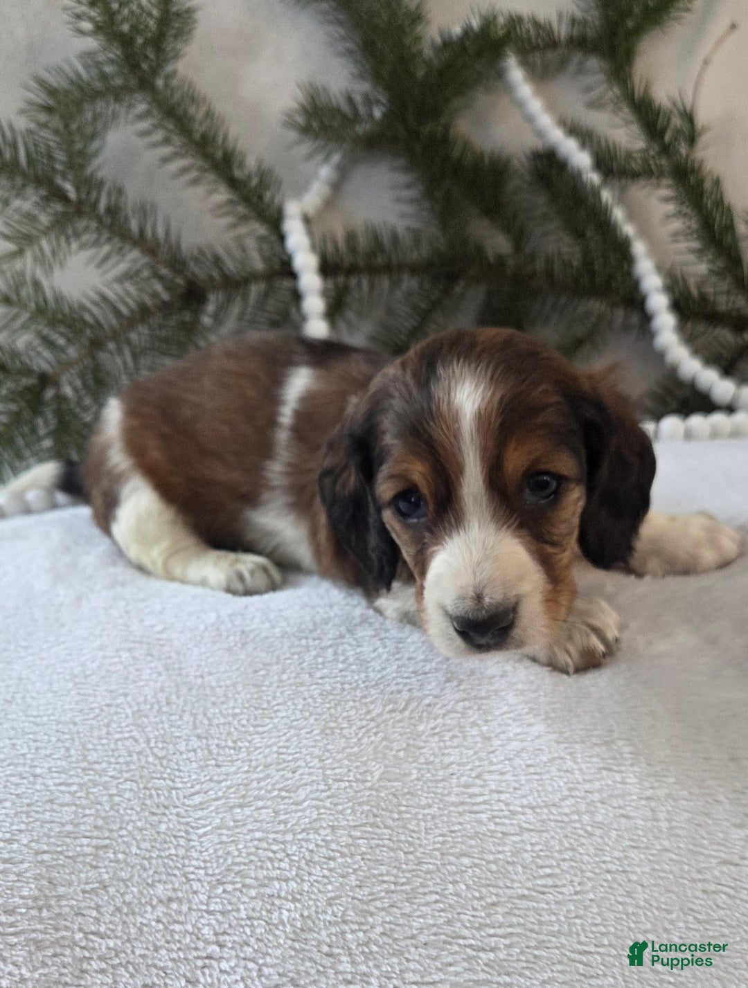 Miniature Dachshund dogs for sale: Peppermint  - Ad 10