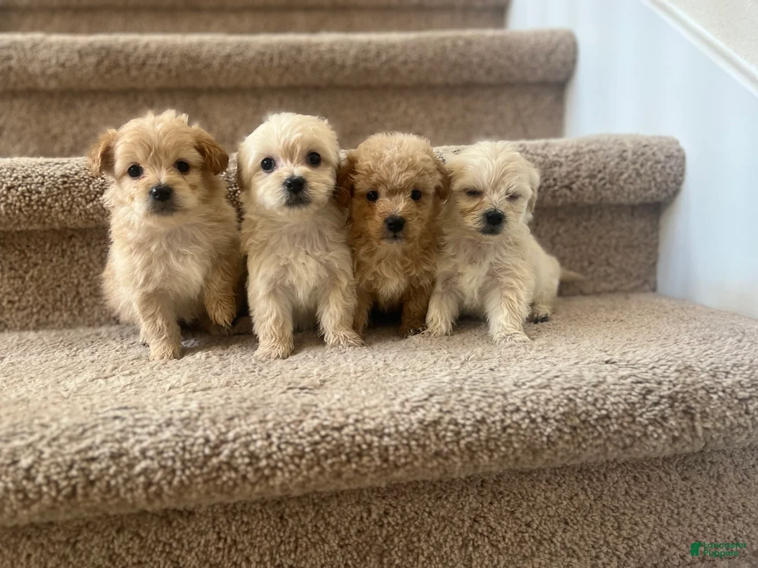Maltipoo dogs for sale: Briana - Ad 13