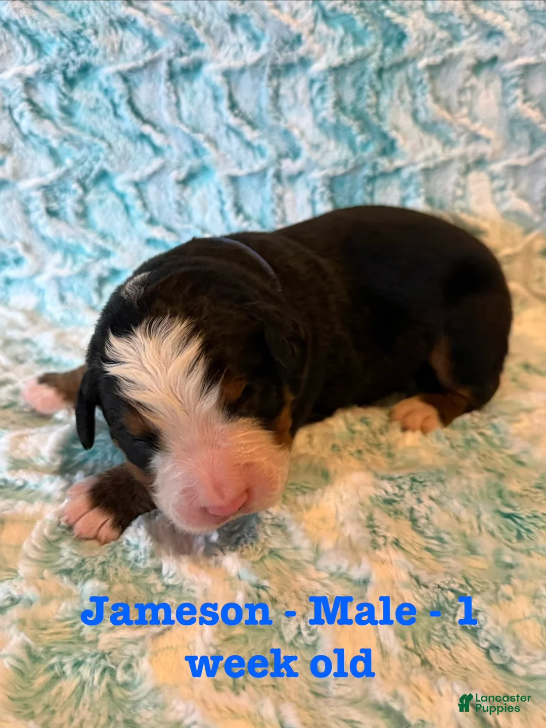 Bernese Mountain Dog dogs for sale: Jameson - Ad 1