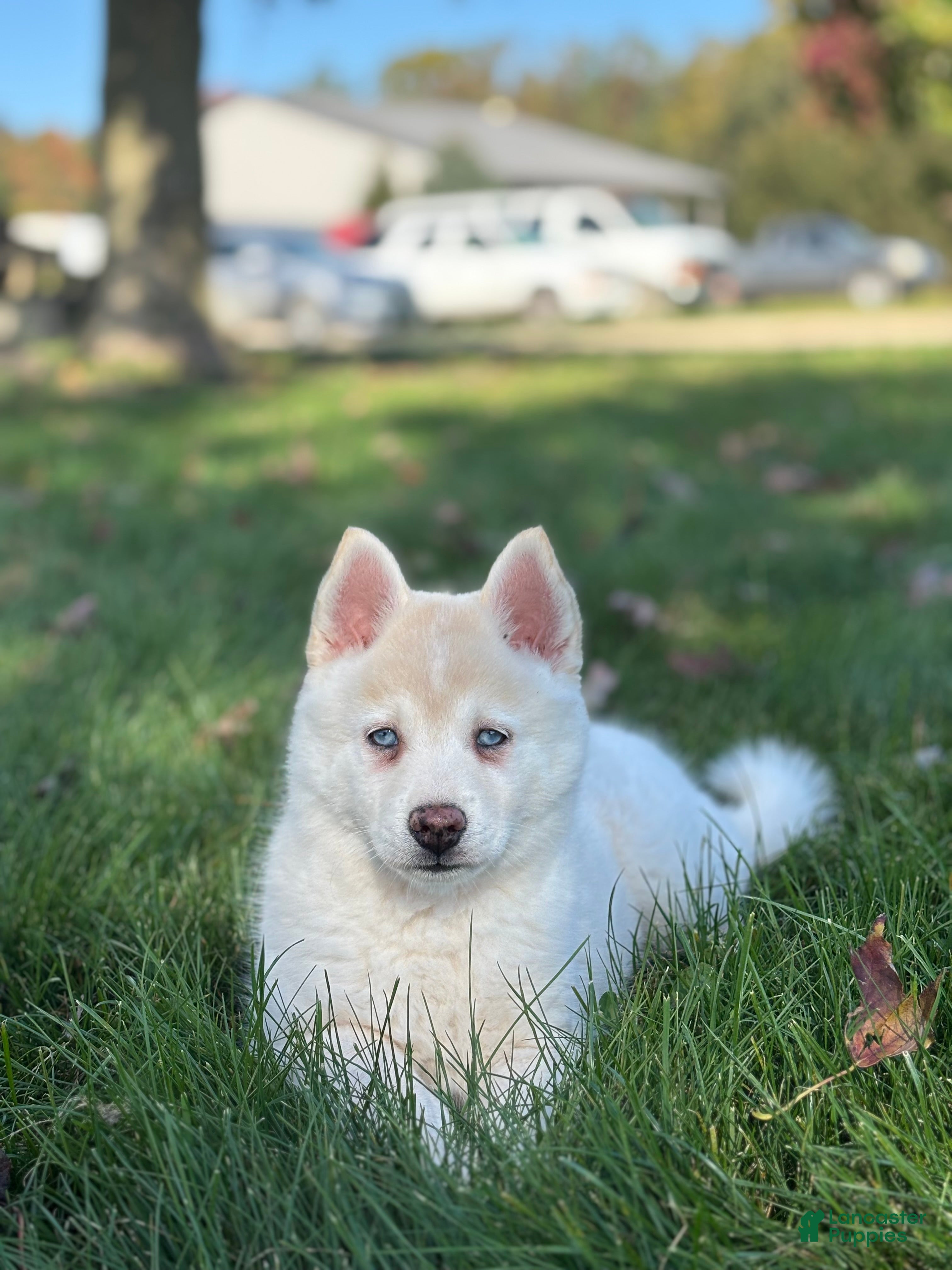 Pomsky dogs Milo - Ad 2