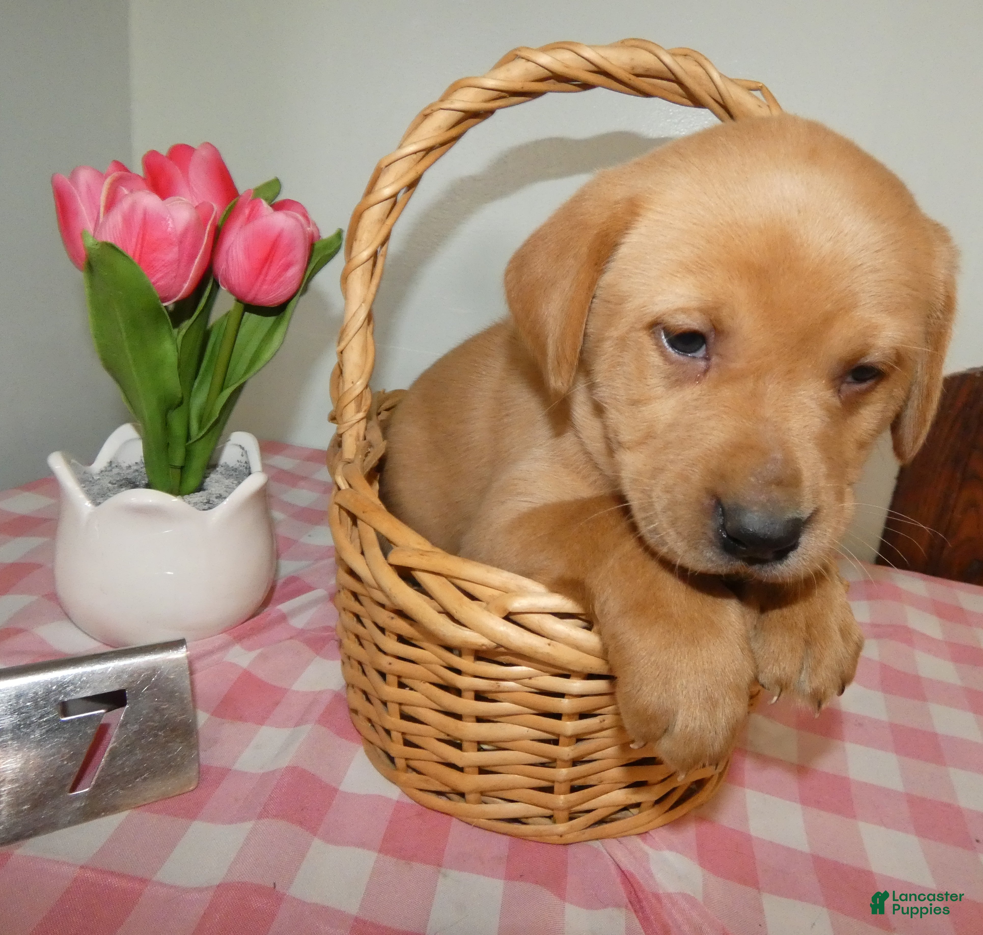 Labrador Retriever dogs Labrador Retriever Puppy 7 Max - Ad 39