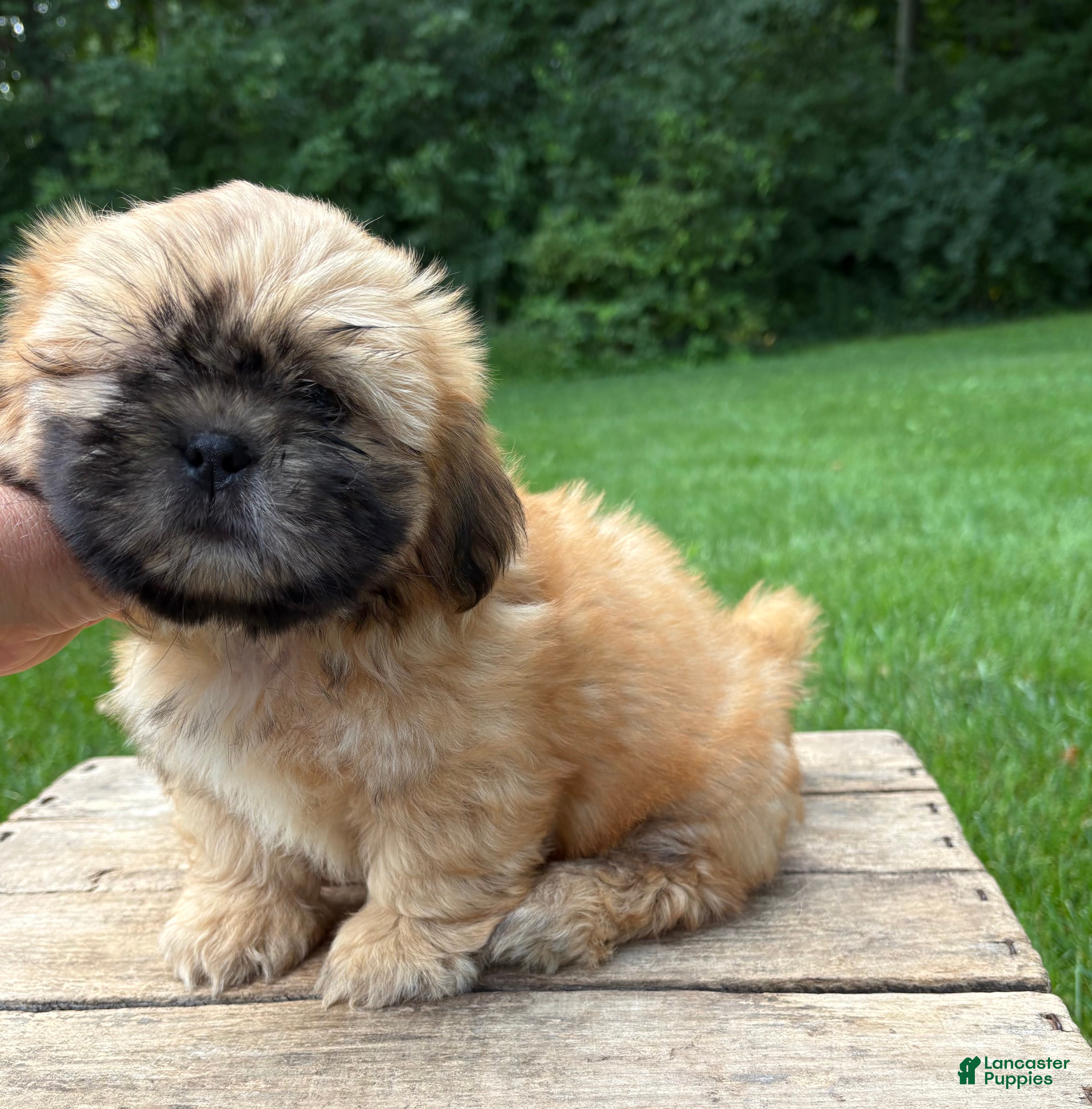 Shih Tzu dogs Jackson - Ad 2