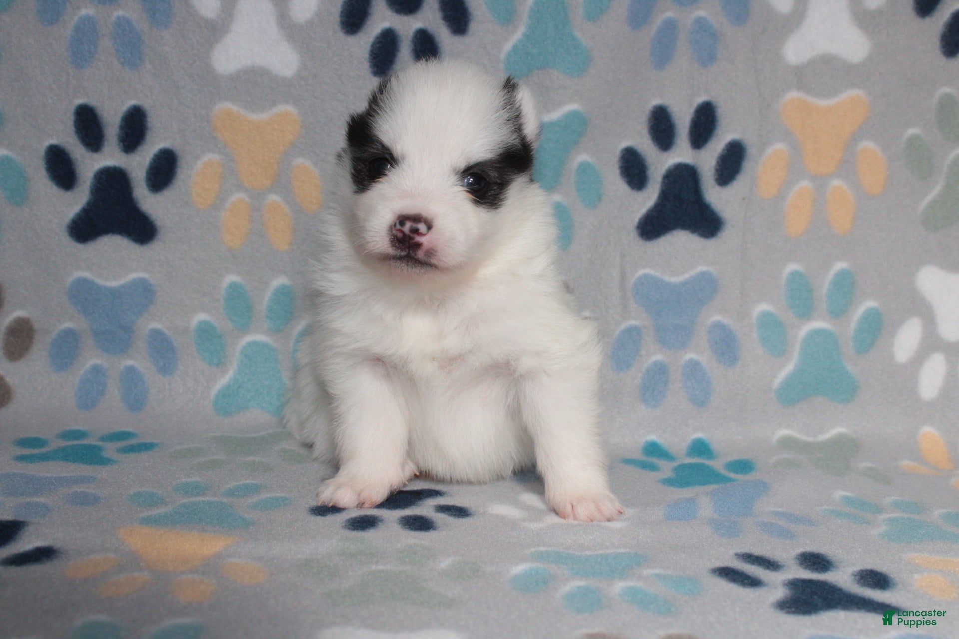 Pomsky dogs Dot - Ad 6