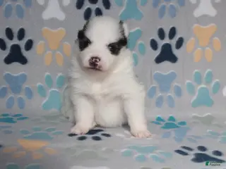 Pomsky dogs Dot - Ad 6