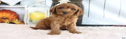 Mini Goldendoodle dogs for sale: Max - Ad 4