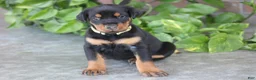 Doberman Pinscher dogs for sale: Willow - Ad 5