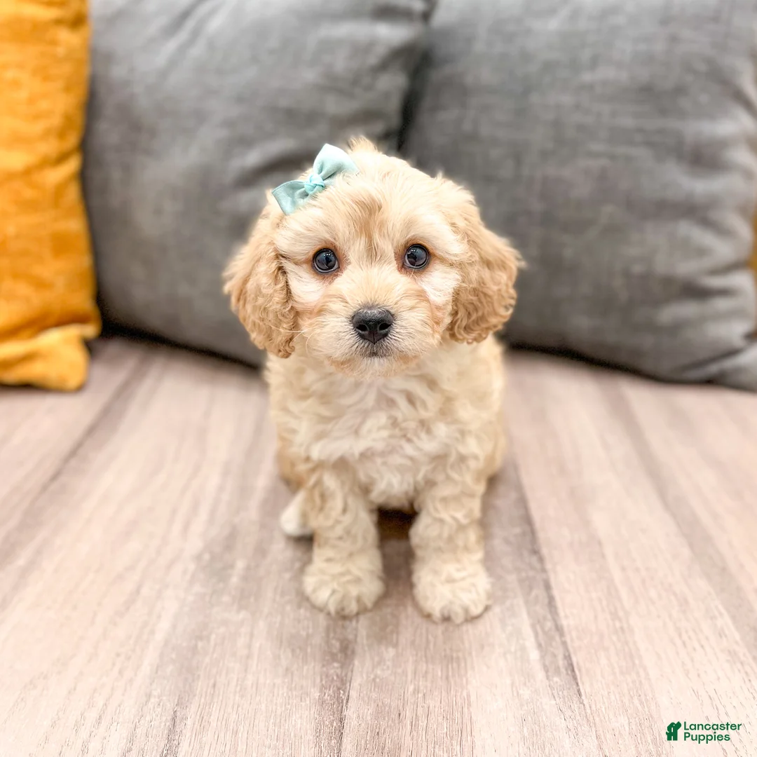Cavachon dogs for sale: Willow - Ad 1