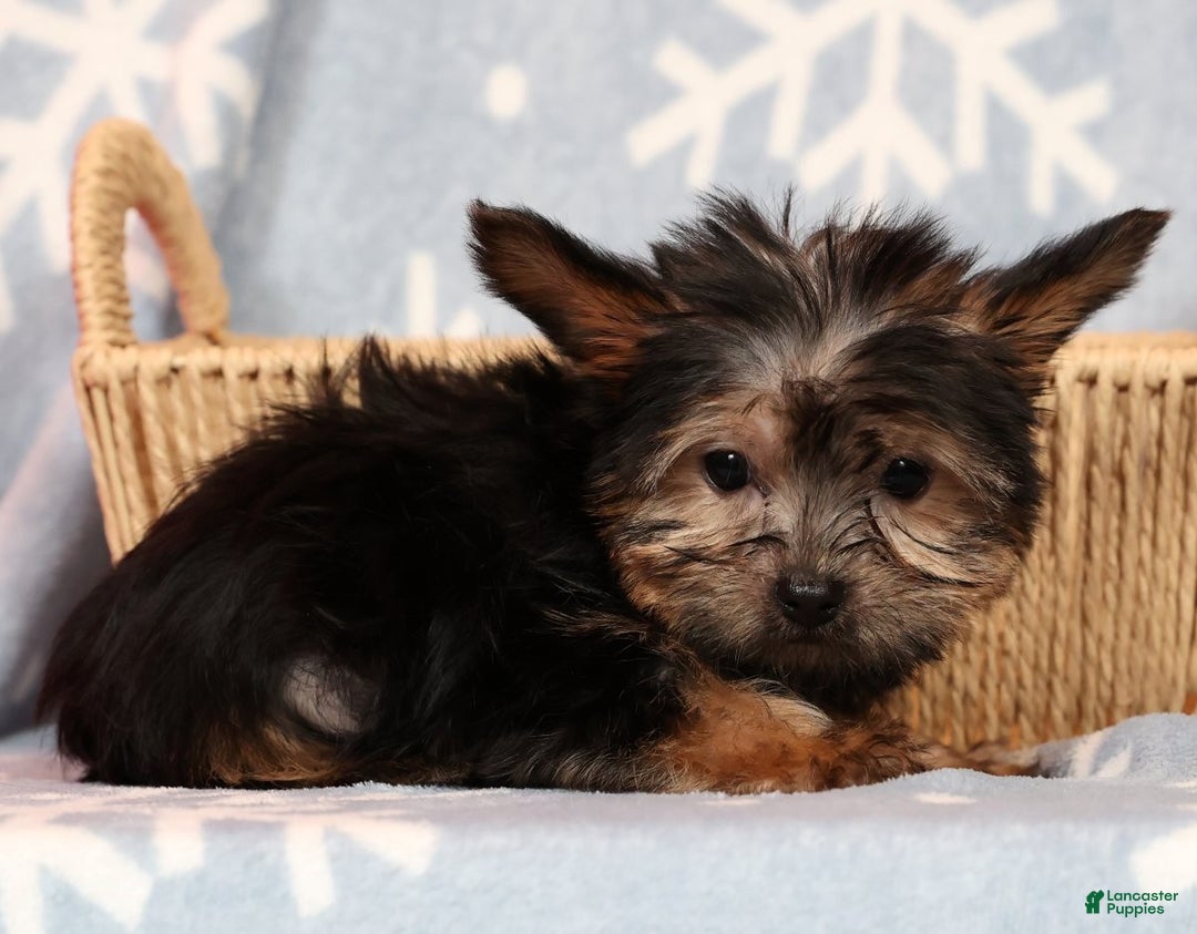 Yorkshire Terrier dogs for sale: Buddy - Ad 7