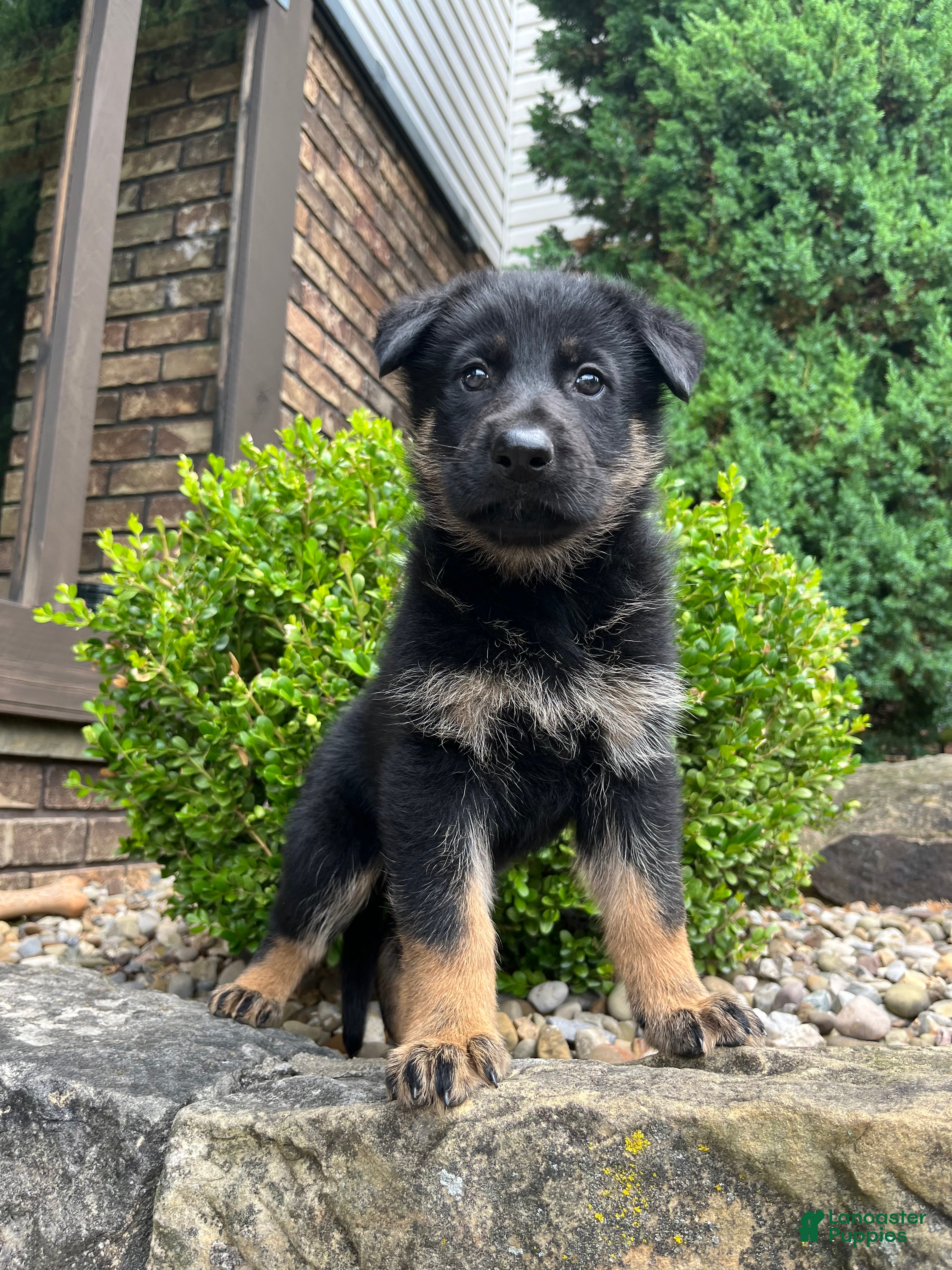 German Shepherd dogs Yori - Ad 1
