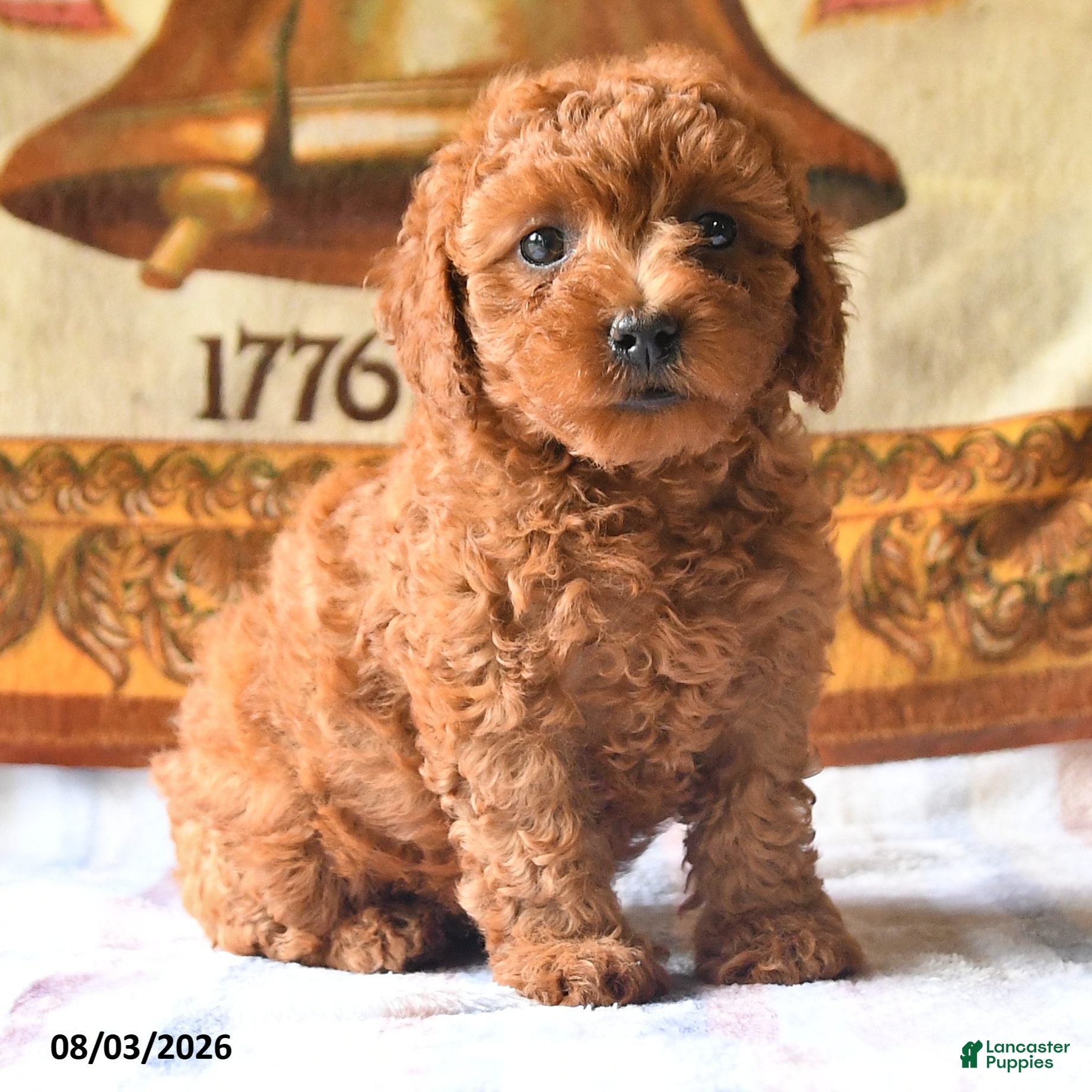Toy Poodle dogs Alexa - Ad 2