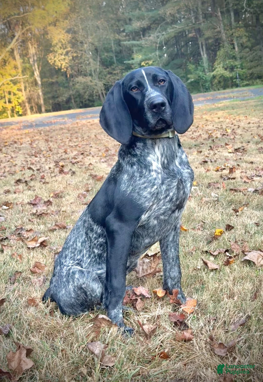 German Shorthaired Pointer dogs for sale: Julie - Ad 7