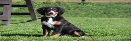 Bernese Mountain Dog dogs for sale: Trevor - Ad 8