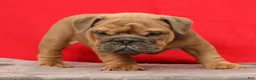 English Bulldog dogs for sale: Samson - Ad 3