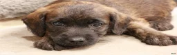 Jackapoo dogs for sale: John - Ad 3